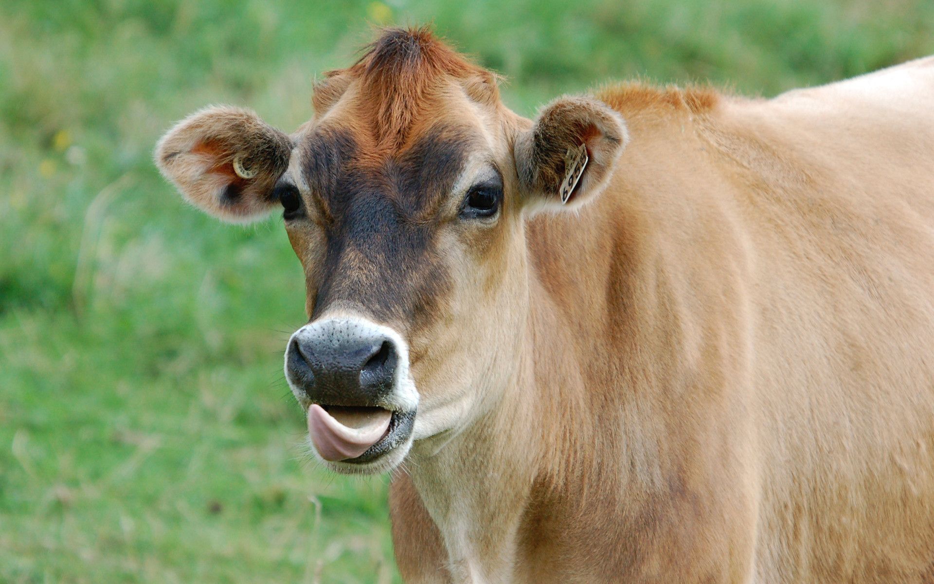 Cow
