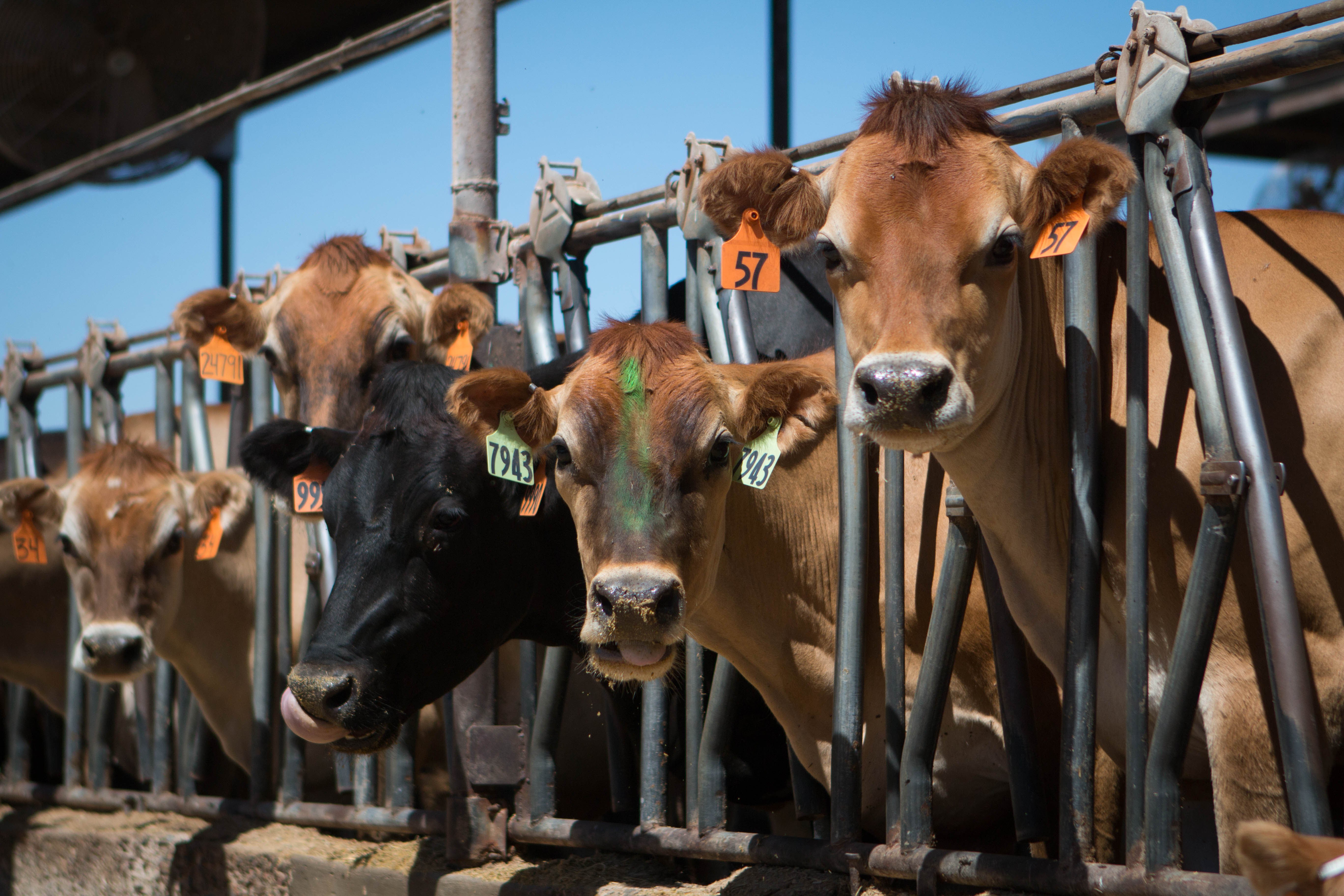 Dairy Farm